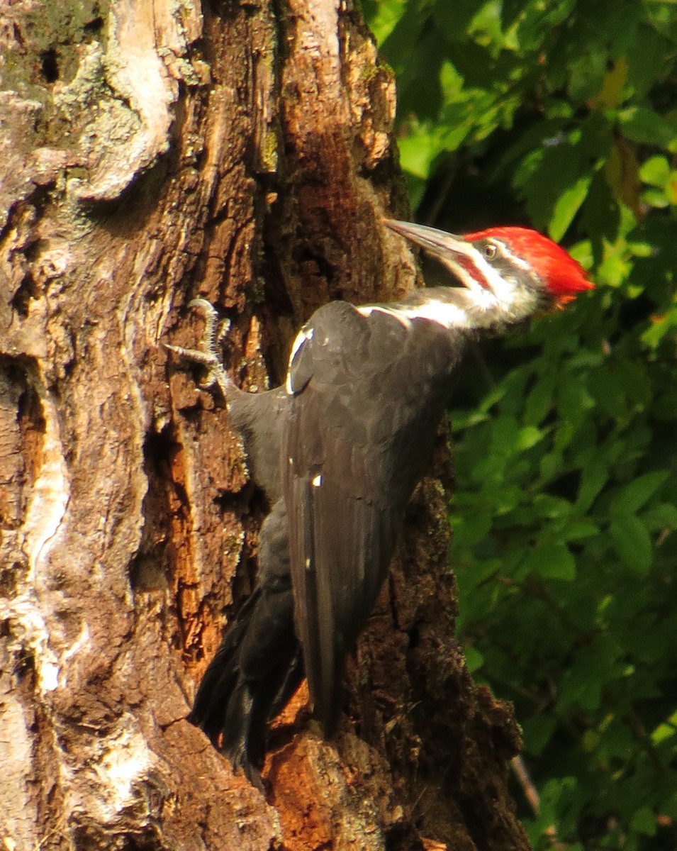 Pileated Woodpecker - ML66890081