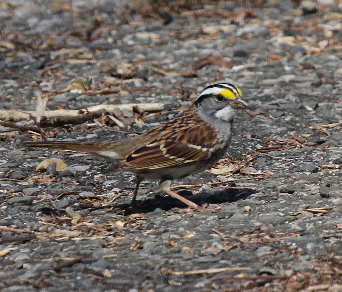 White-throated Sparrow - Rod MacKenzie