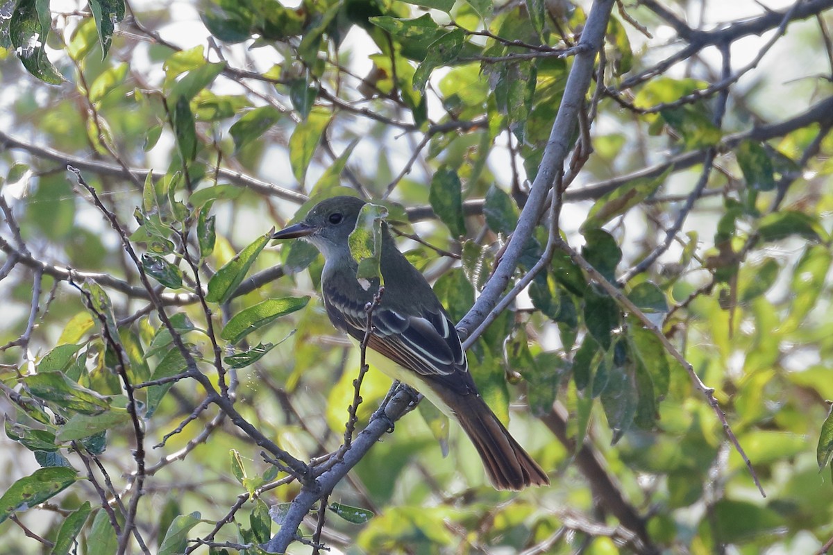 Great Crested Flycatcher - ML66895501