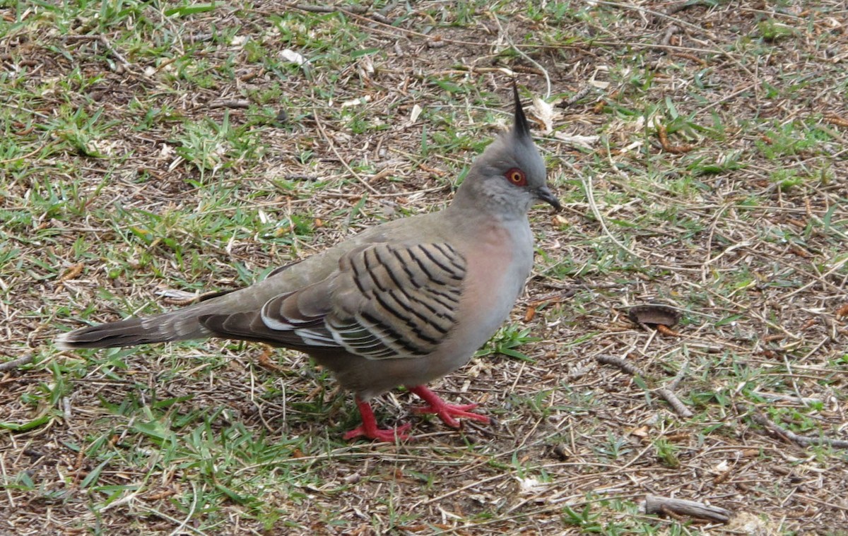 Crested Pigeon - ML66897571