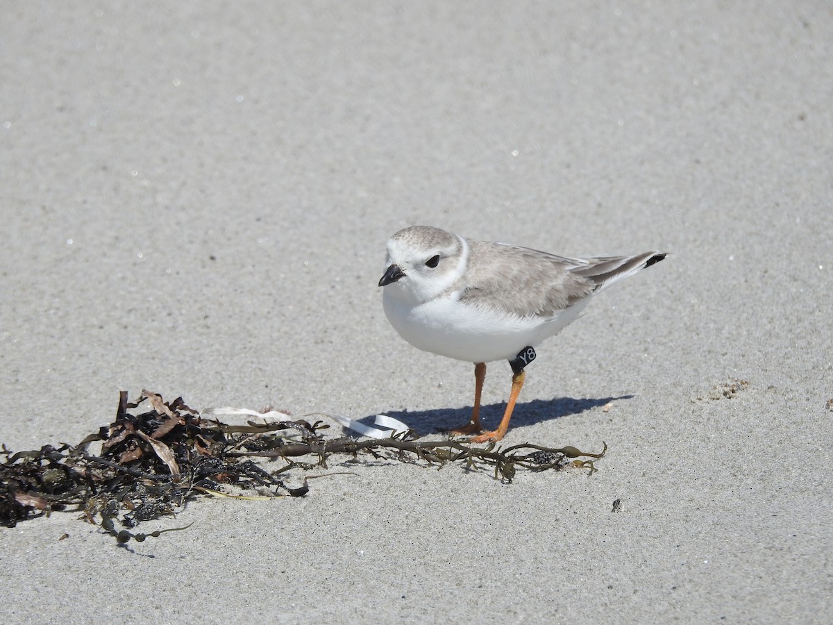 Piping Plover - ML66898521