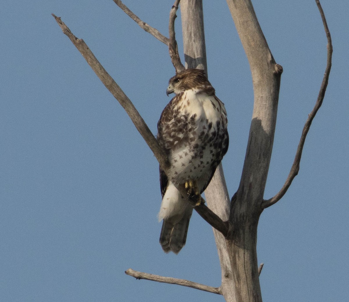 Red-tailed Hawk - ML66899271