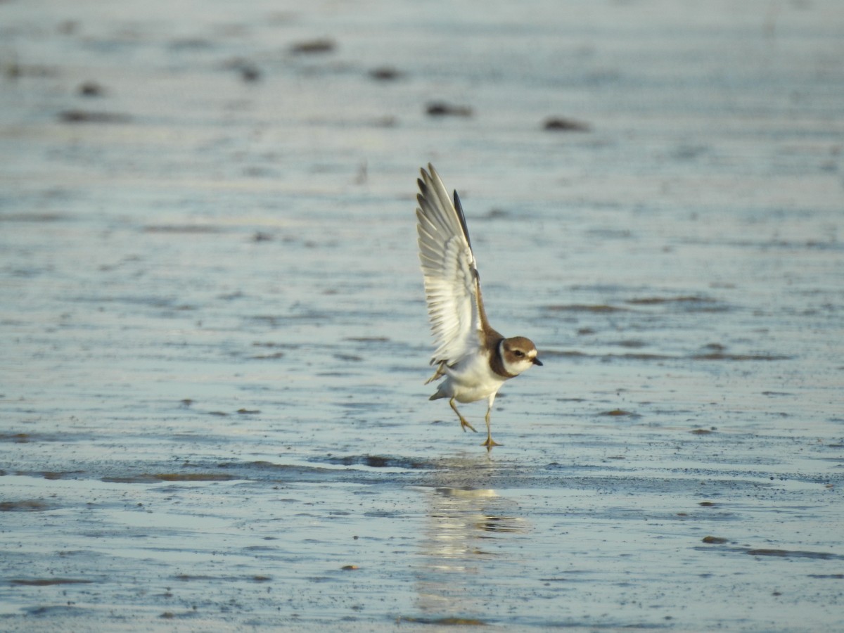 Semipalmated Plover - ML66899341