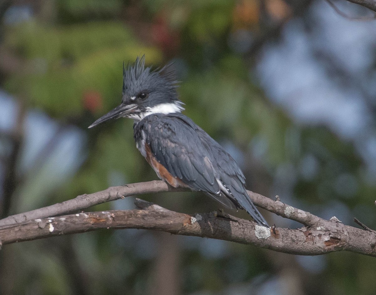 Belted Kingfisher - ML66899401