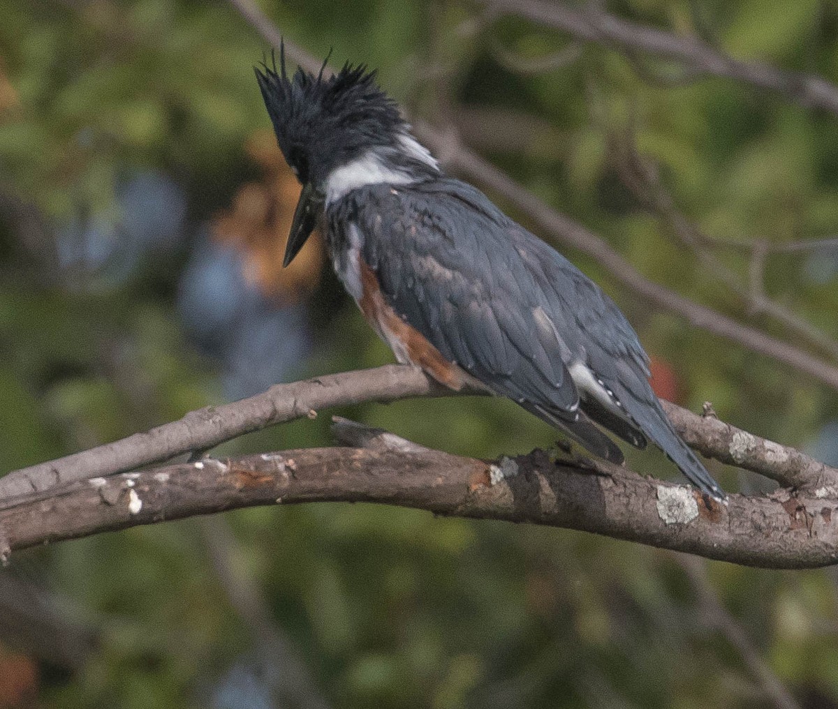 Belted Kingfisher - ML66899411