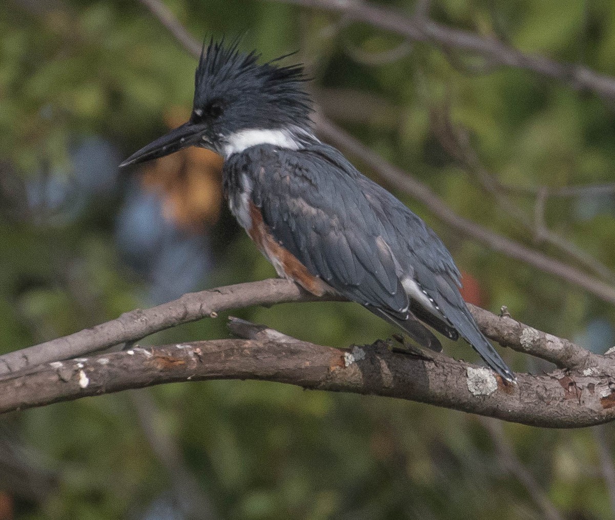Belted Kingfisher - ML66899421