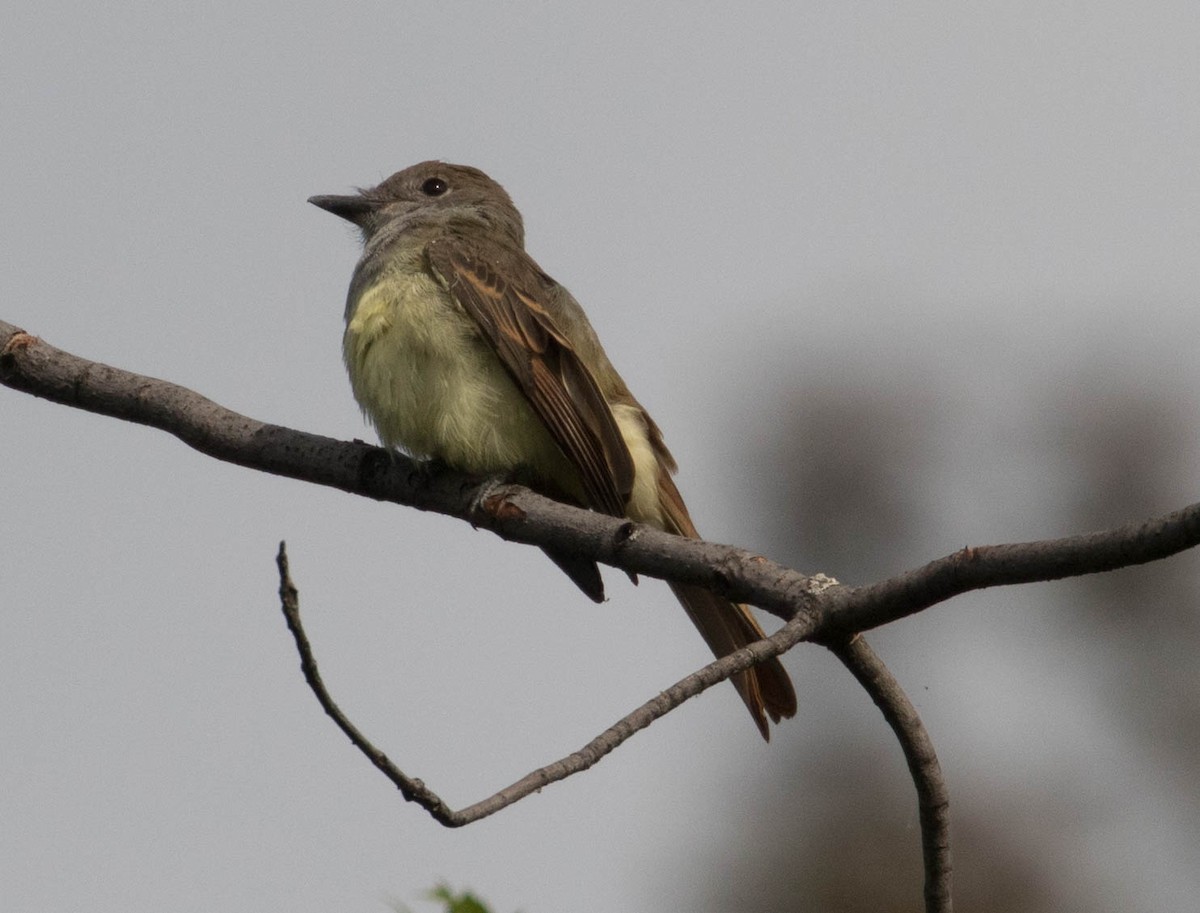 Great Crested Flycatcher - ML66899591