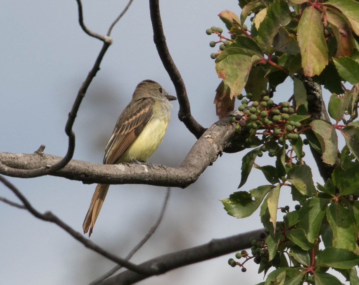 Great Crested Flycatcher - ML66899821