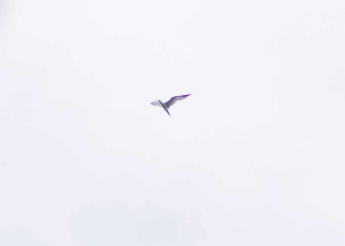 Caspian Tern - Cory Cone