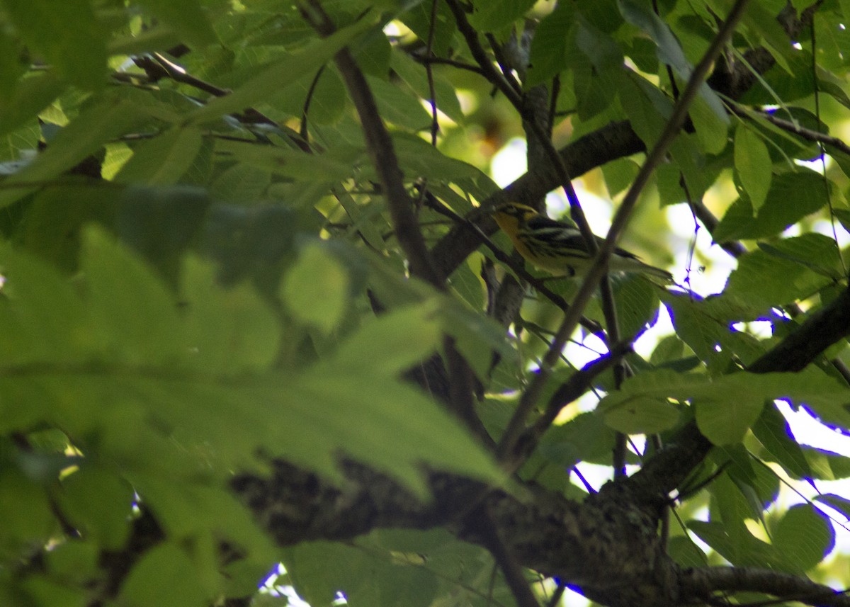 Blackburnian Warbler - Cory Cone