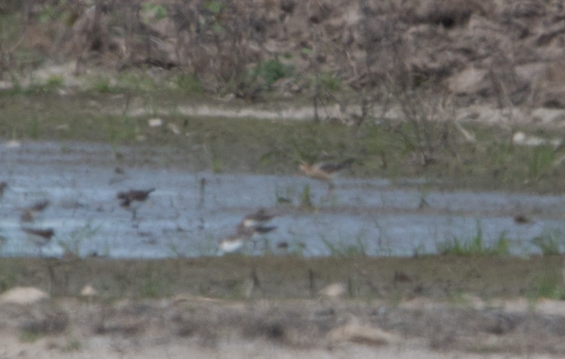 Buff-breasted Sandpiper - Joel Strong