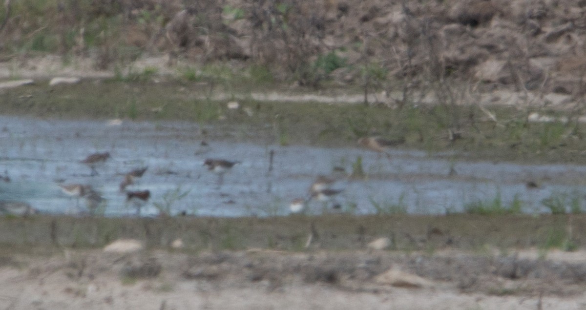 Buff-breasted Sandpiper - Joel Strong