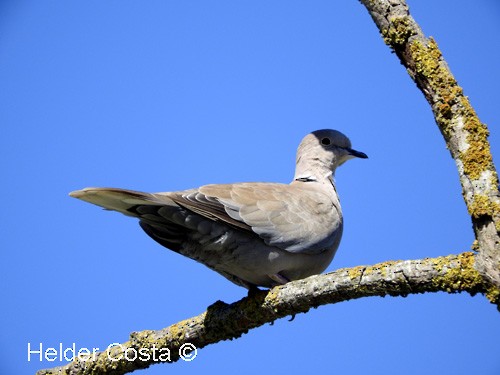 Eurasian Collared-Dove - Helder Costa