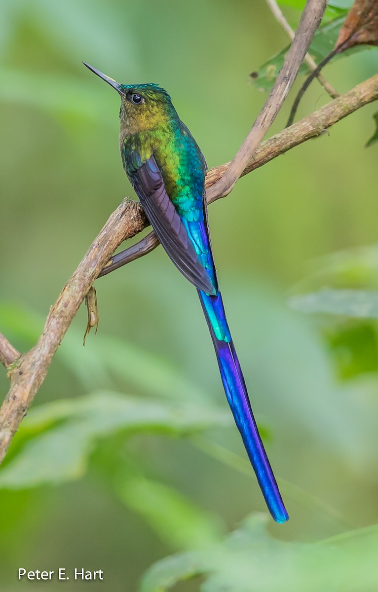 Violet-tailed Sylph - ML66904791