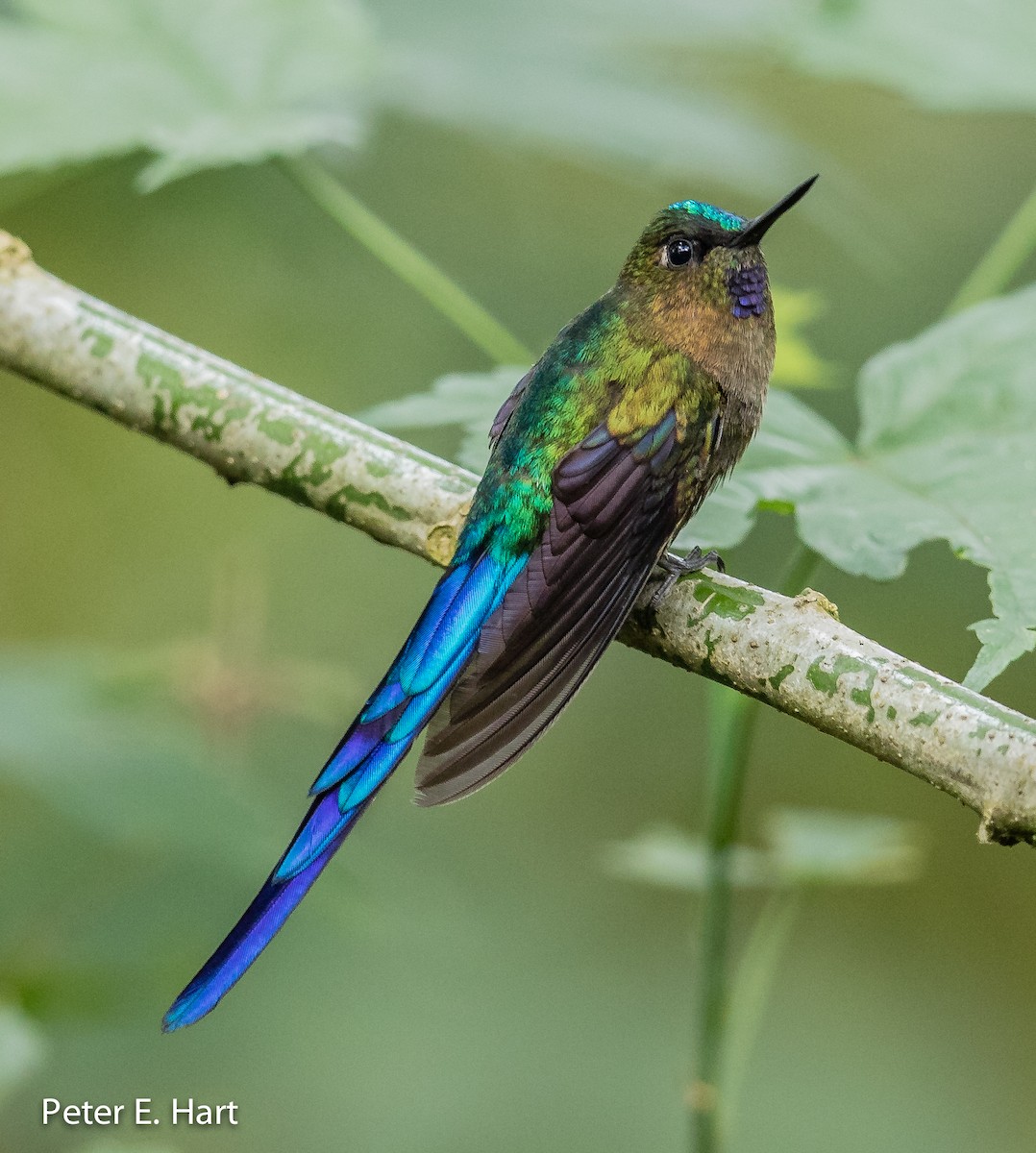 Violet-tailed Sylph - ML66904811
