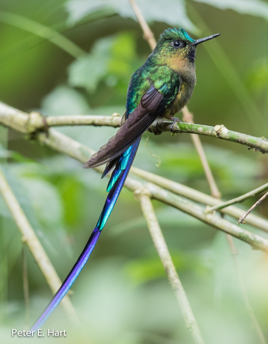 Violet-tailed Sylph - ML66904821