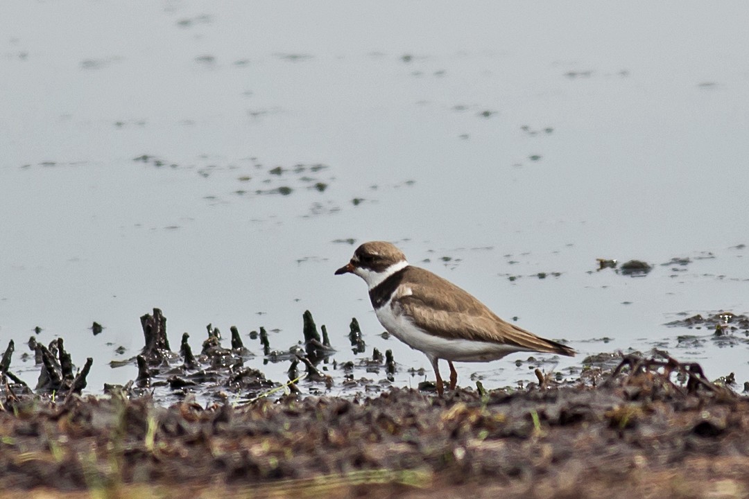 Semipalmated Plover - ML66906481