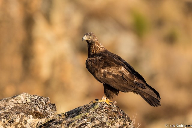 © Luis Rodrigues - Golden Eagle