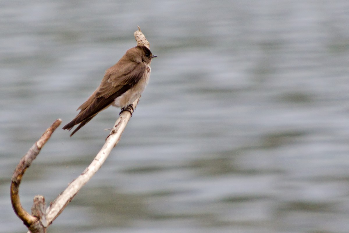 Northern Rough-winged Swallow - ML66906931