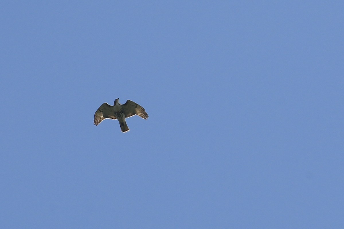 Red-tailed Hawk (borealis) - ML66909321