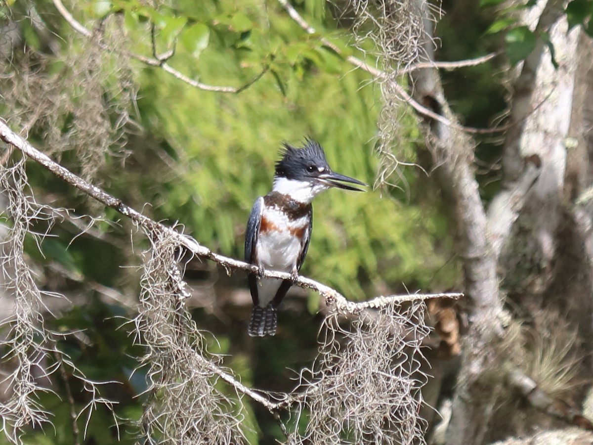 Belted Kingfisher - Alta Tanner