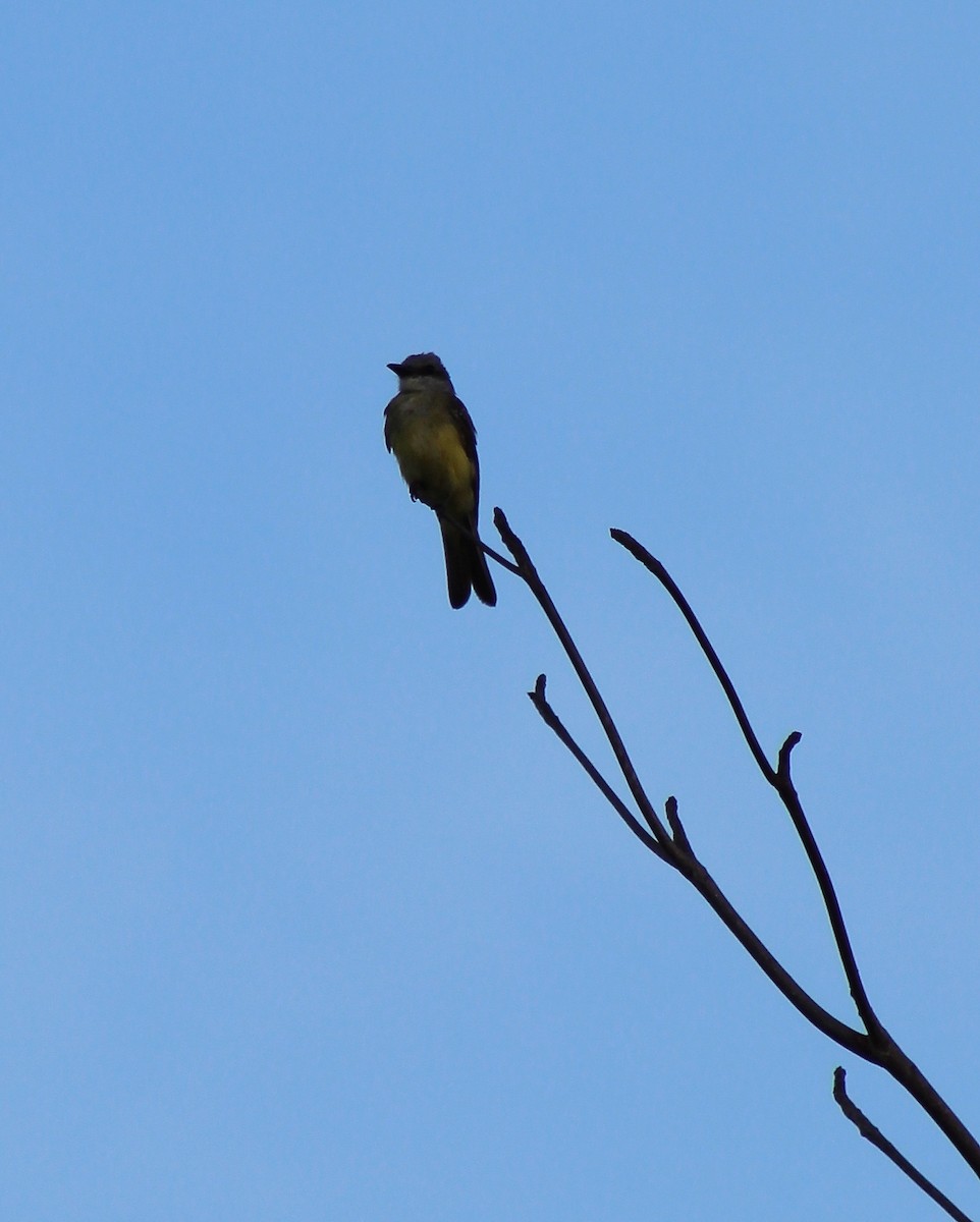Tropical Kingbird - alison rodgers