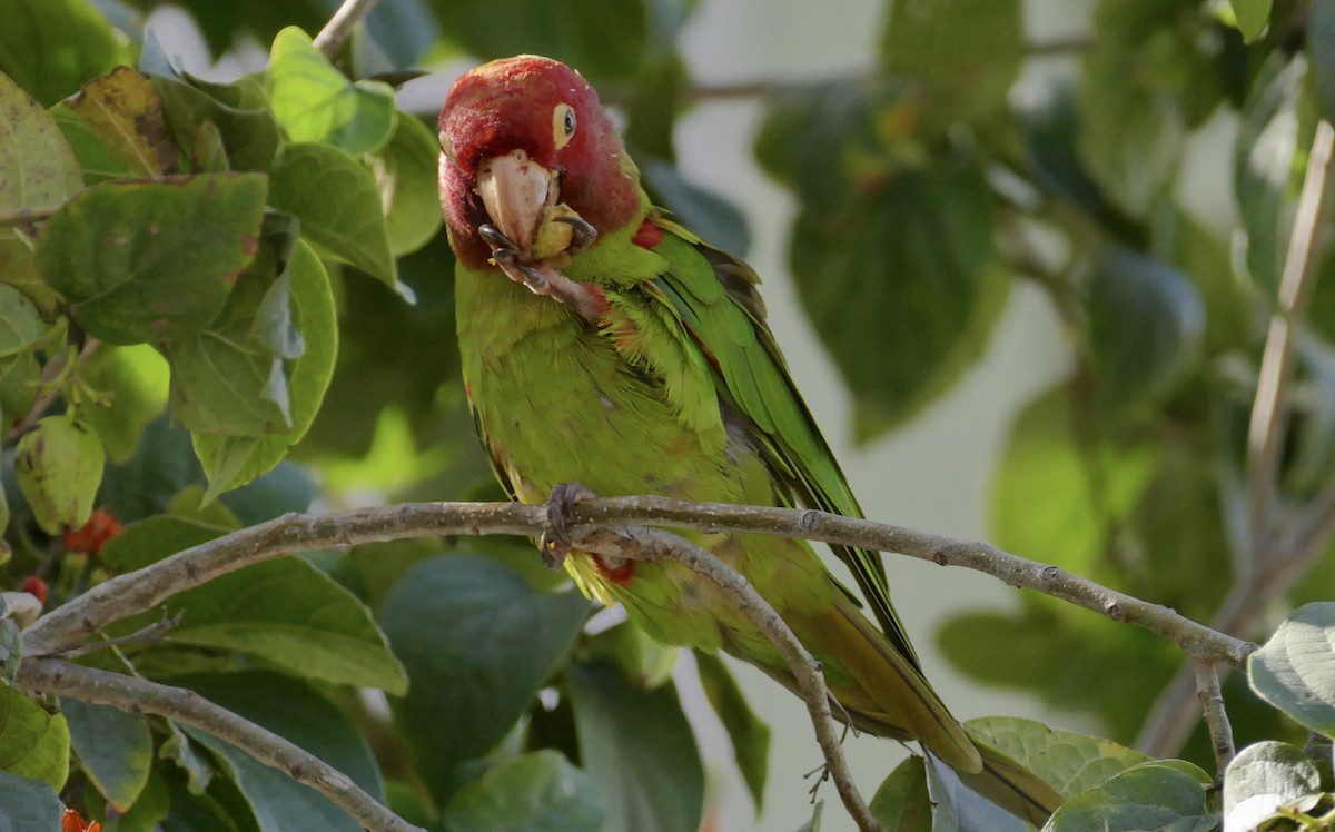 Red-masked Parakeet - Walter Oshiro