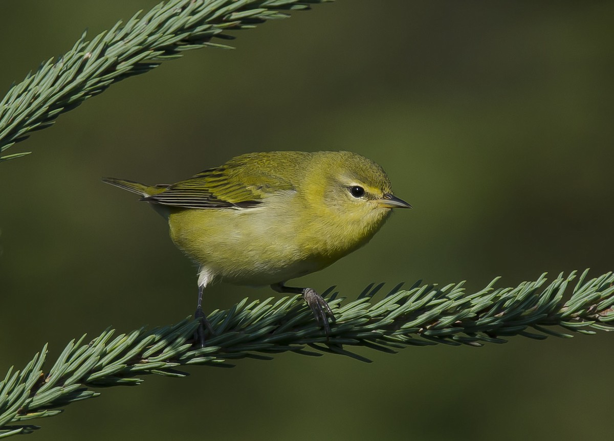 Tennessee Warbler - Ronnie d'Entremont
