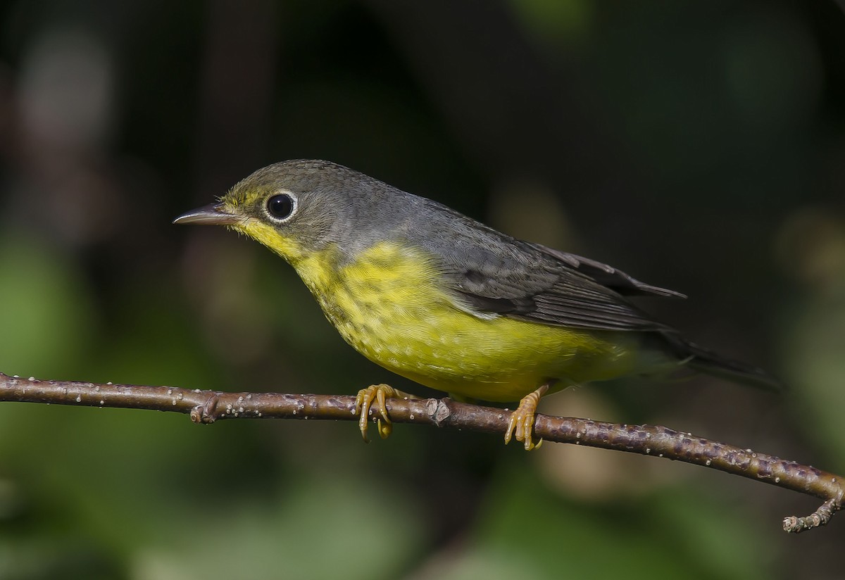 Canada Warbler - Ronnie d'Entremont