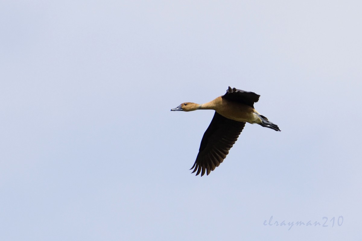 Fulvous Whistling-Duck - ML66915981