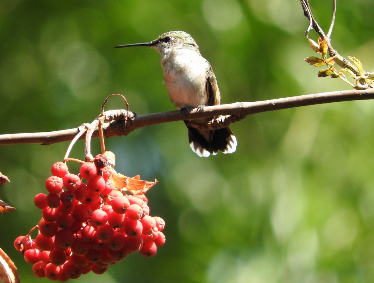 Ruby-throated Hummingbird - ML66917091
