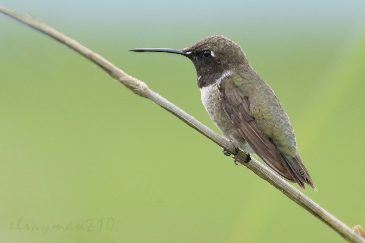 Black-chinned Hummingbird - Ricardo Arredondo