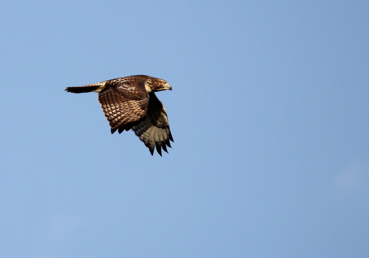 Red-tailed Hawk - ML66918881