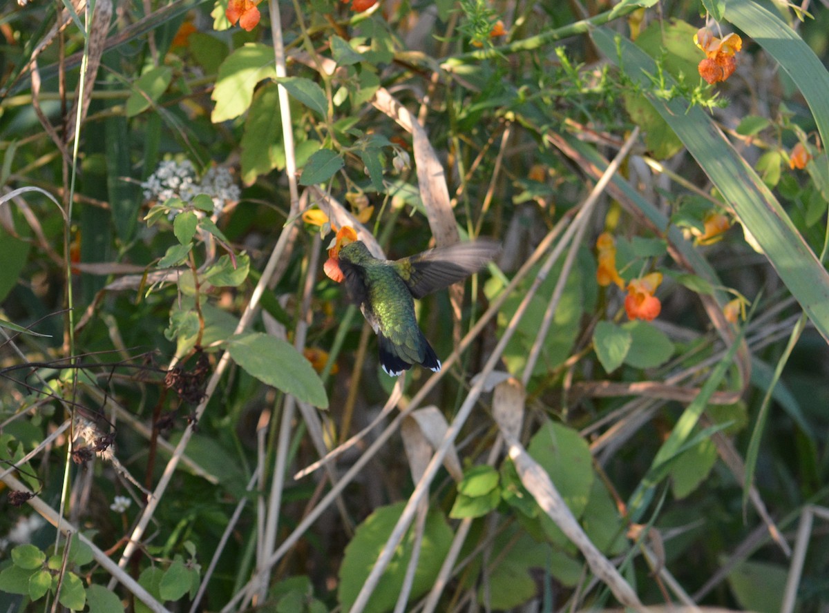 Ruby-throated Hummingbird - ML66918921