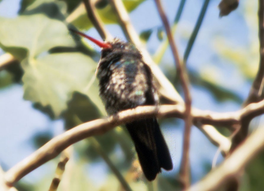 Broad-billed Hummingbird - ML66921831