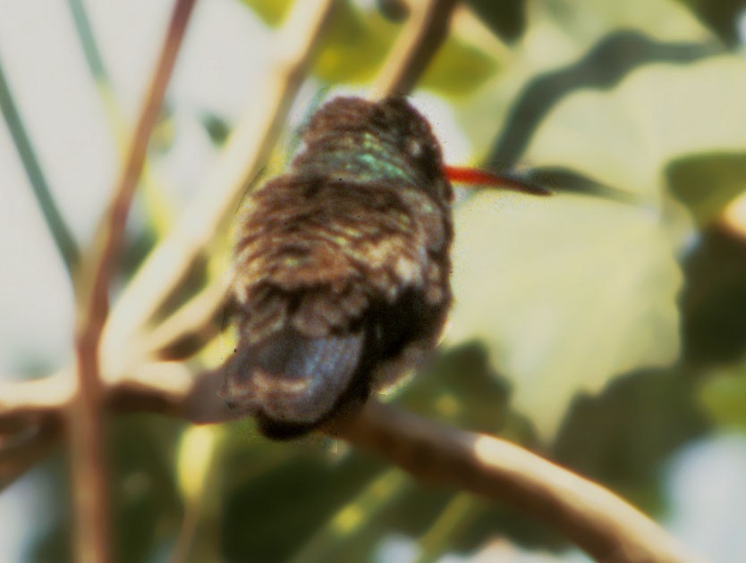 Broad-billed Hummingbird - ML66921891