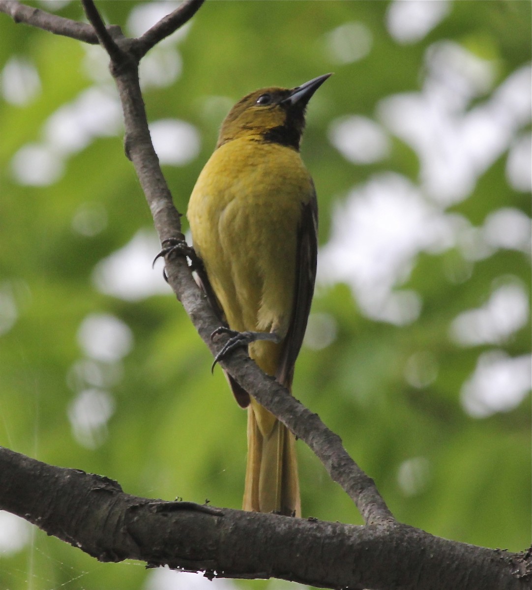 Orchard Oriole - ML66922971