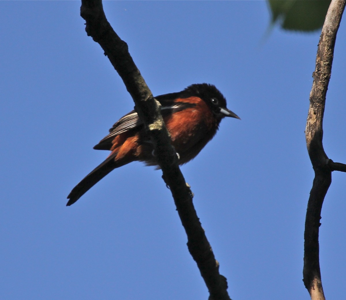 Orchard Oriole - ML66923091