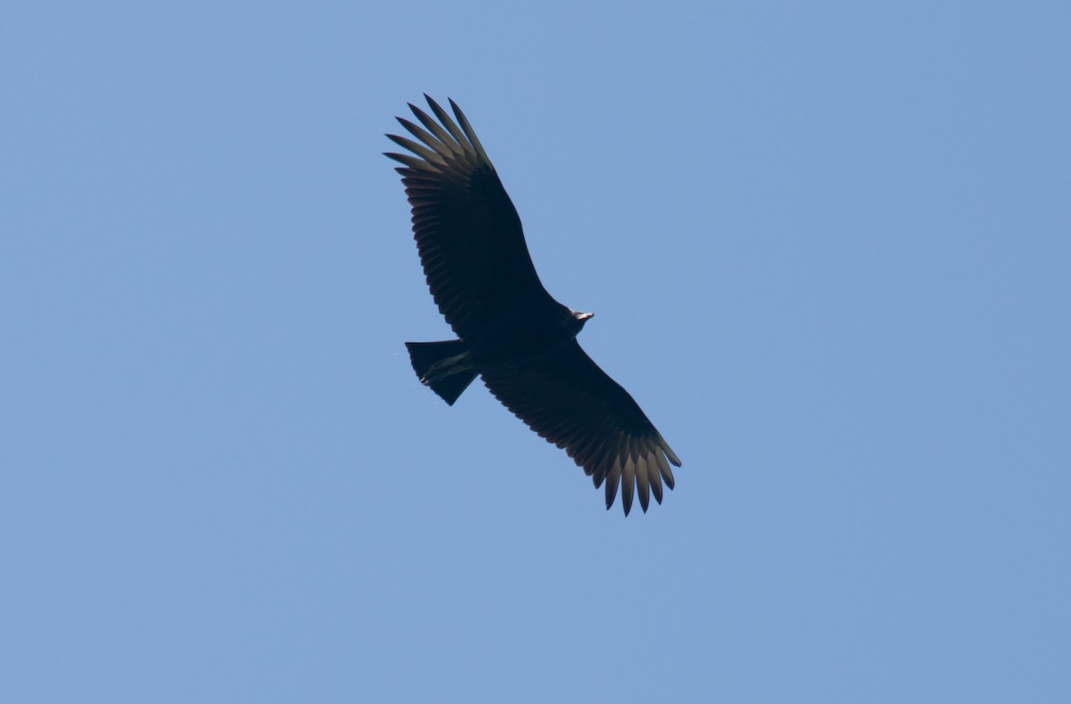 Black Vulture - ML66928381