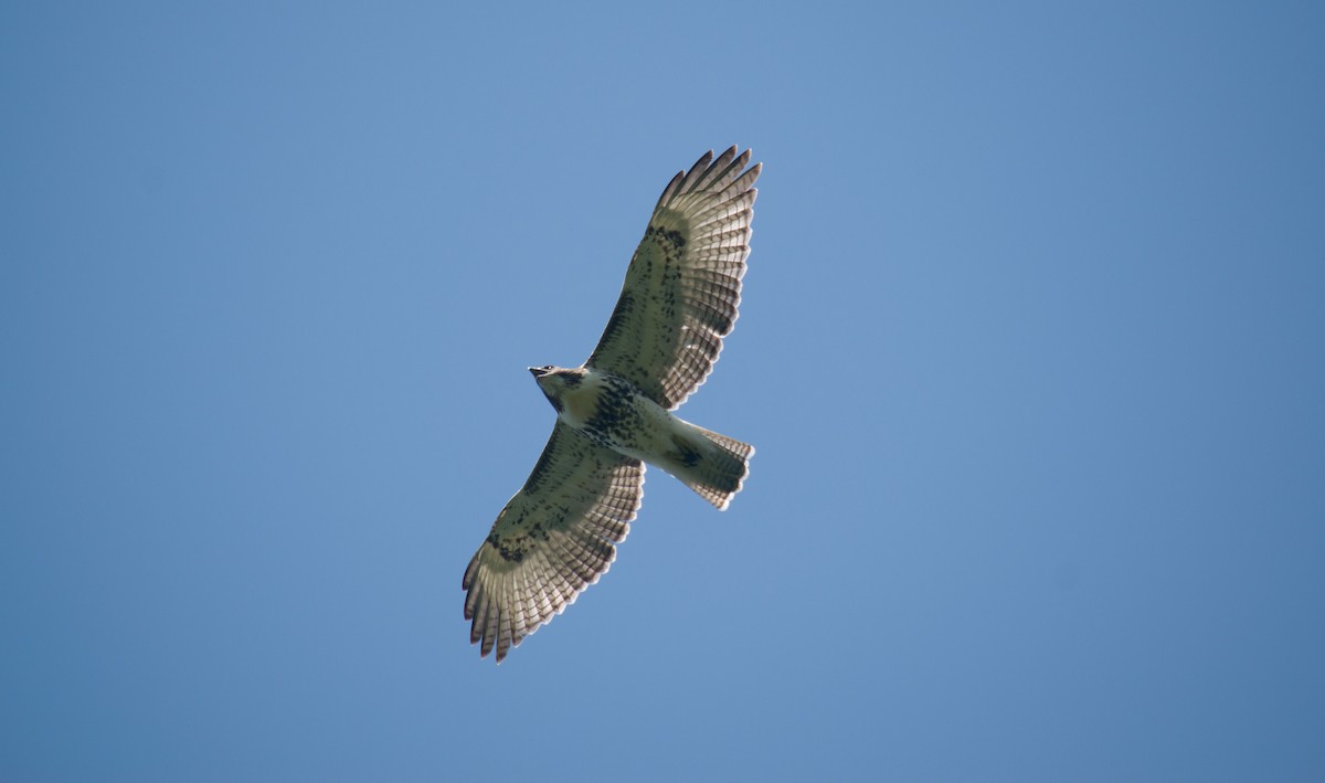 Red-tailed Hawk - ML66929181
