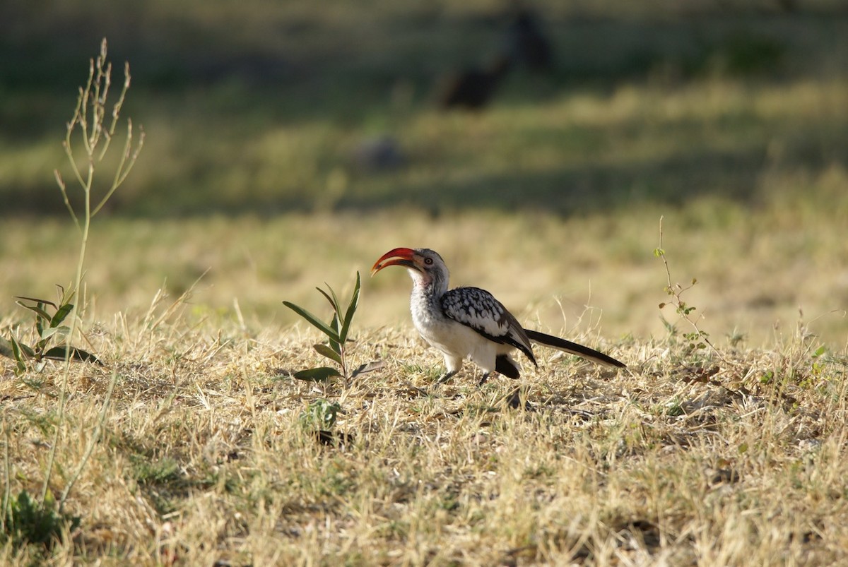 Southern Red-billed Hornbill - Dawn Miles
