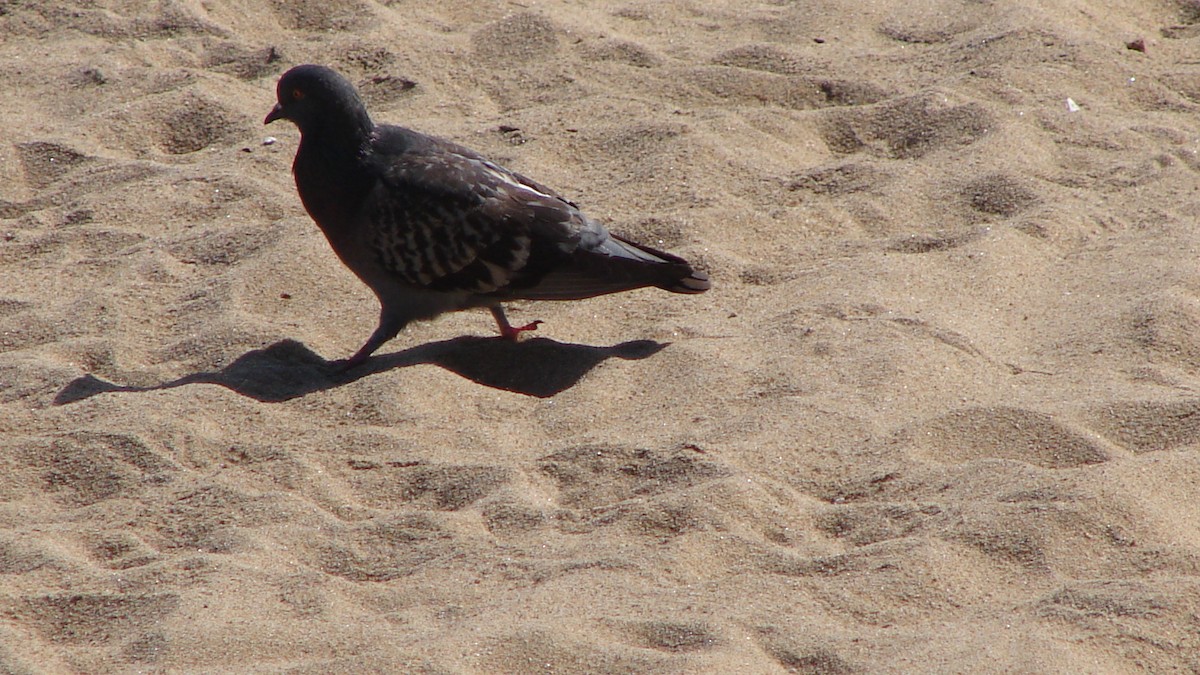 Rock Pigeon (Feral Pigeon) - Deva Migrador