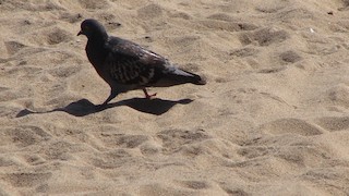 Rock Pigeon (Feral Pigeon), ML66931471