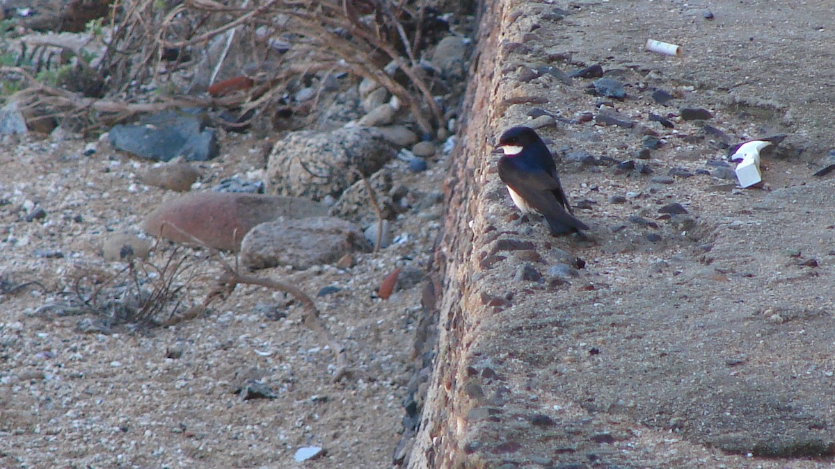 Blue-and-white Swallow - Deva Migrador