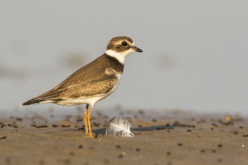Semipalmated Plover - ML66932331