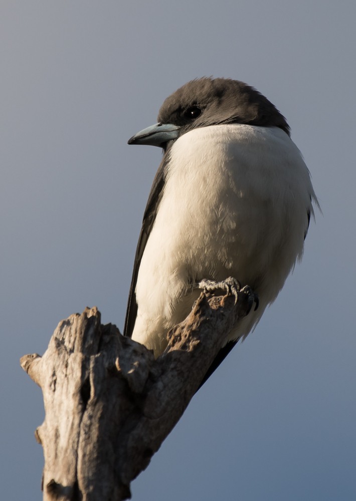 White-breasted Woodswallow - ML66933661