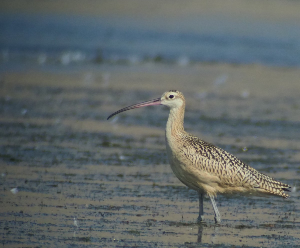 Long-billed Curlew - ML66934291