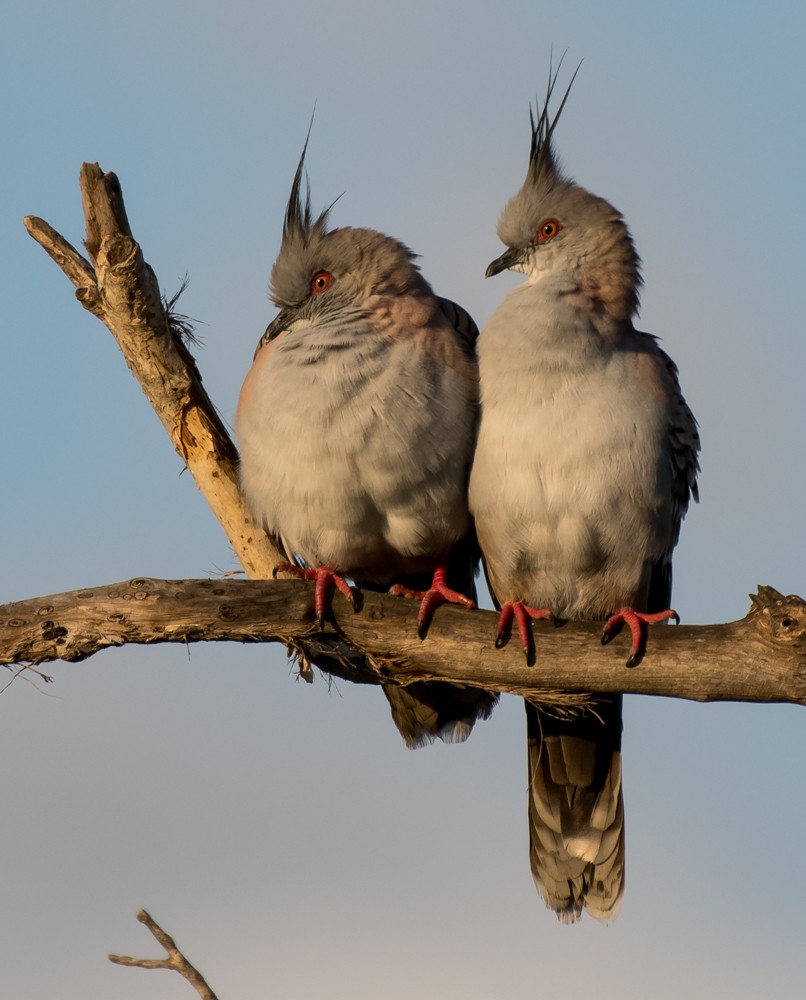 Crested Pigeon - ML66934491