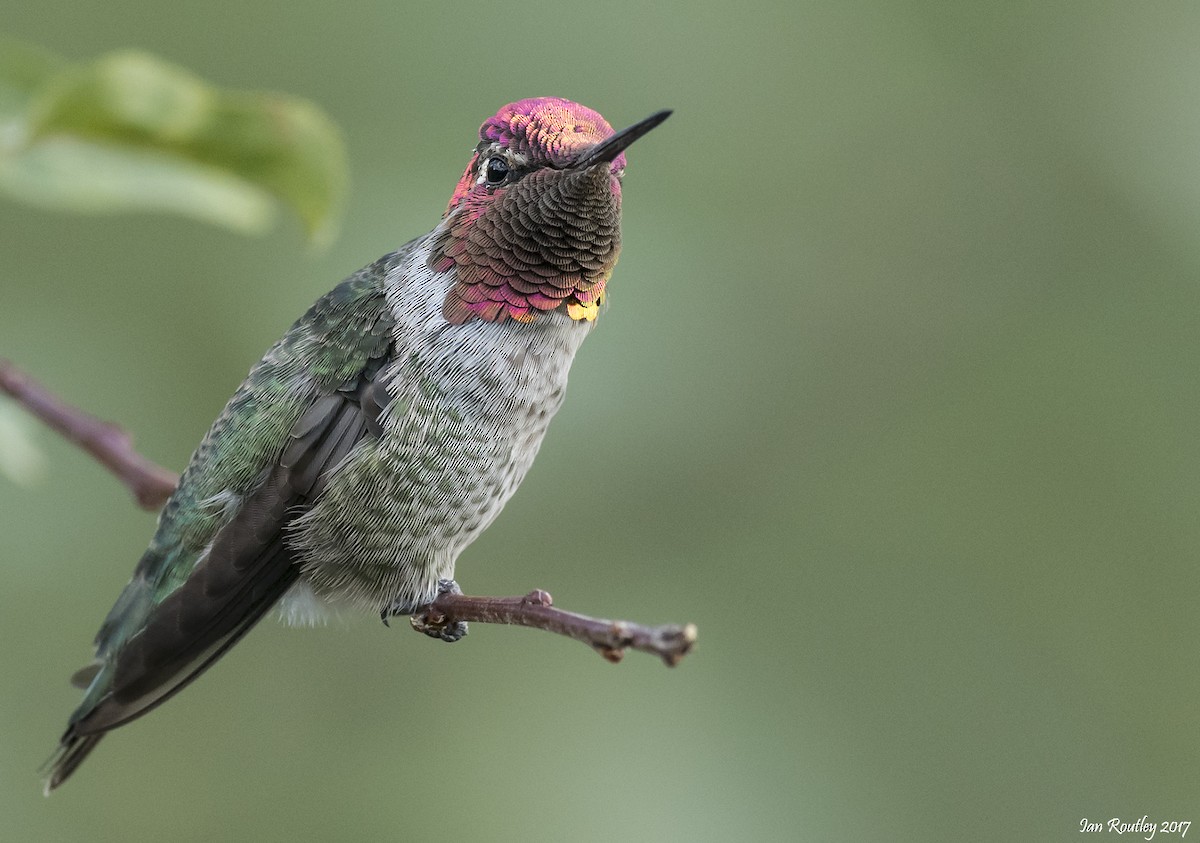 Anna's Hummingbird - ML66937301