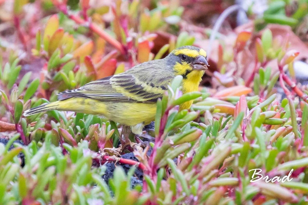 Yellow-fronted Canary - ML66938411